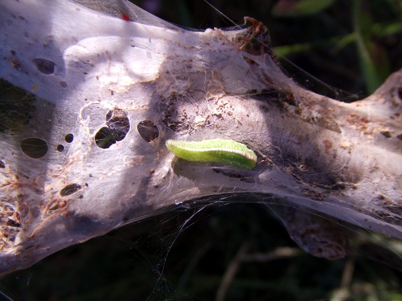 Lepidotterame reatino